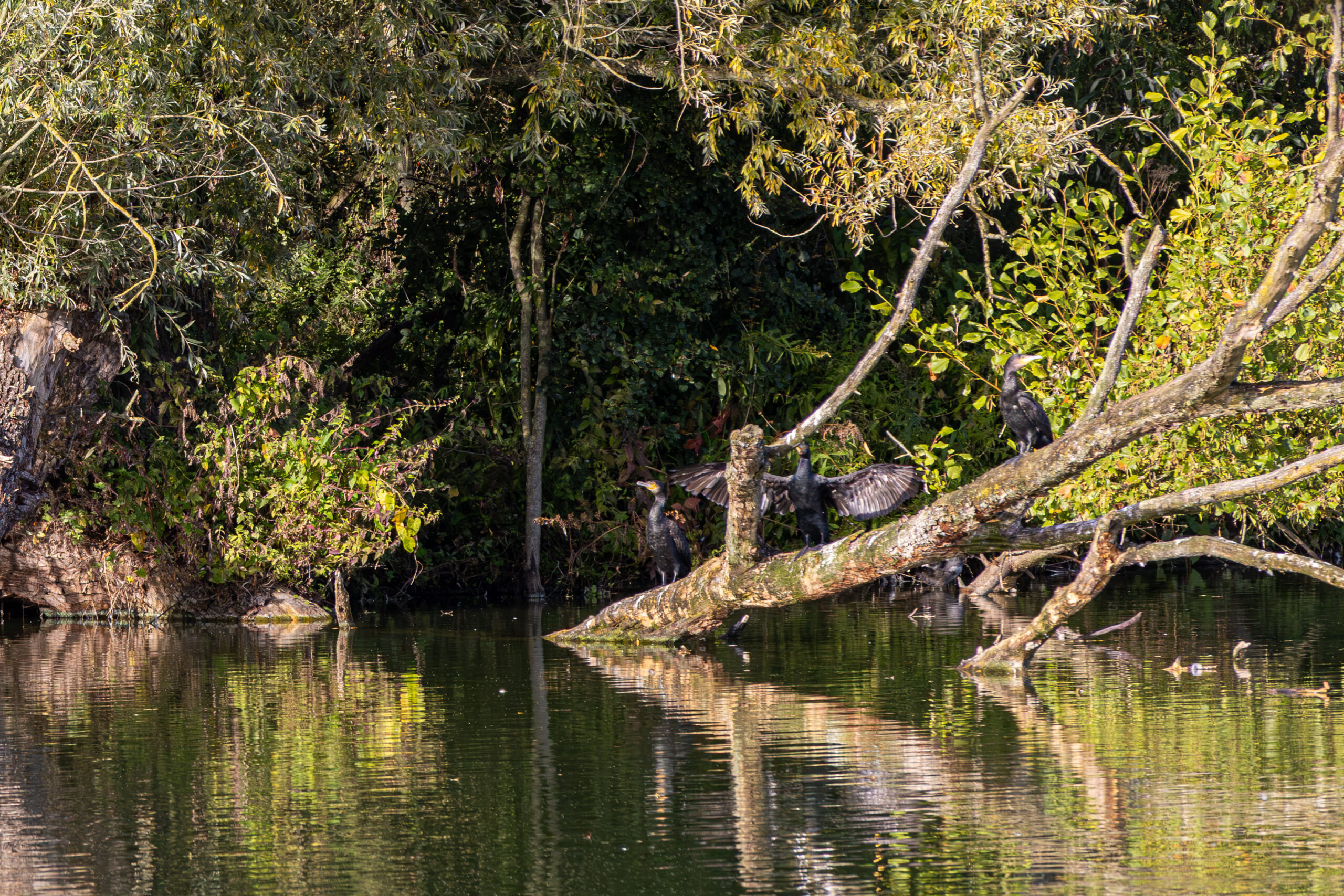 Vogeleiland: puur natuur beleven